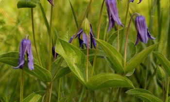 Attila Mórocz / Duna-Dráva National Park - Clematis integrifolia