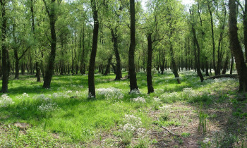 Attila Mórocz / Duna-Dráva National Park - Spring in the forest