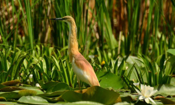 Christian Mititelu / Danube Delta Biosphere Reserve Authority - Squacco Heron