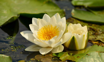 Christian Mititelu / Danube Delta Biosphere Reserve Authority - Water Lily