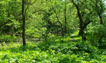 Christian Mititelu / Danube Delta Biosphere Reserve Authority - Letea Forest in the Danube Delta