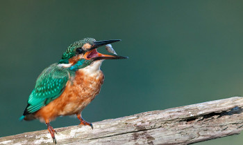 Leitner / Donau-Auen National Park - Kingfisher