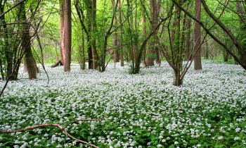 Kern / Donau-Auen National Park - Wood garlic