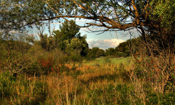 Kern / Donau-Auen National Park - Dry meadow