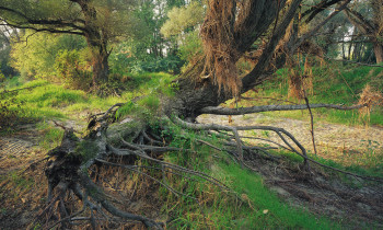 Popp / Donau-Auen National Park - Floodplain forest