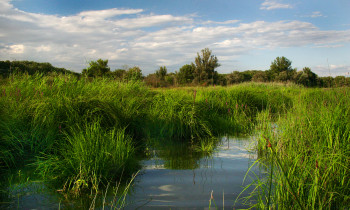 Kern / Donau-Auen National Park - Sidearm