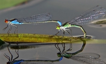 Gyula Horváth / www.szigetköz.eu - Small red-eyed damselfly