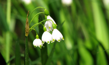 Boris Bolseč / Kopački rit Nature Park - Leucojum aestivum