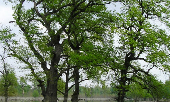 Hrvoje Domazetovič / Kopački rit Nature Park - Flooded meadows