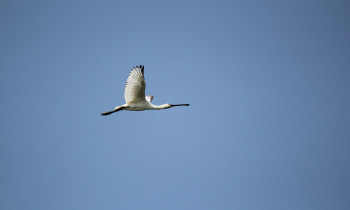 Persina Nature Park - Eurasian Spoonbill