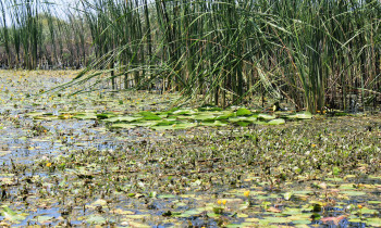 Persina Nature Park - White waterlily