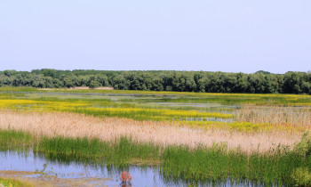 Persina Nature Park - Flooded meadow