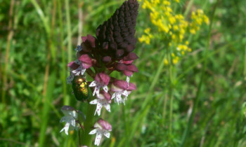 Geißler / Donauauwald Neuburg-Ingolstadt - Burnt-tip orchid