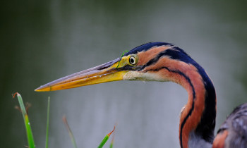 Ivan Vidakovic / Kopacki rit Nature Park - Purple heron