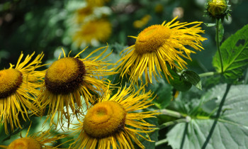 Djerdap National Park - Yellow oxeye