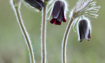 Zsolt Kalotás - Pulsatilla pratensis, subspecies nigricans