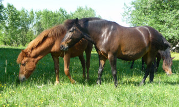 David Horal / BROZ - Grazing horses on floodplain meadow