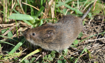 Zoltán Fűzfa - Root vole