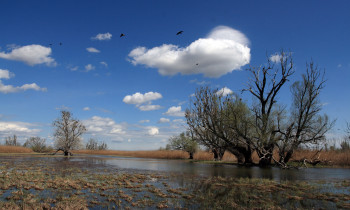 Hrvoje Domazetović - Side channels in Kopački rit