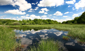 Jaroslav Pap / Vojvodinašume - Swampy area in Gornje Podunavlje