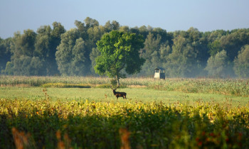 Jaroslav Pap / Vojvodinašume - Forest, meadows, and deer in the Serbian floodplain forests