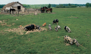 Lonjsko Polje Nature Park - Grazing animals