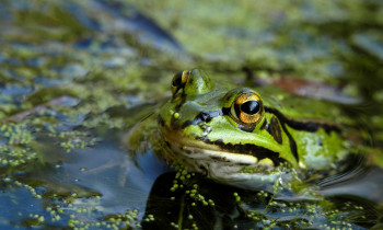 Attila Mórocz / Duna-Dráva National Park - Frog