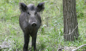 Attila Szabó / Duna-Dráva National Park - Wild boar