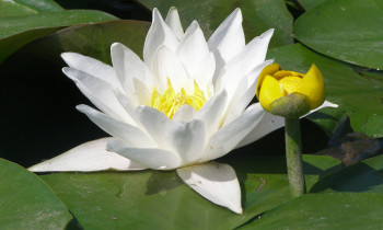 Bogdan Tomozei / Duna-Dráva National Park - White waterlily