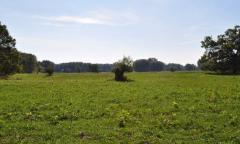 Éva Horváth / Duna-Dráva National Park - Meadow in Béda-Karapancsa, Nagyrét