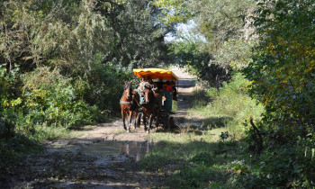 Éva Horváth / Duna-Dráva National Park - Horsecarting in Béda-Karapancsa