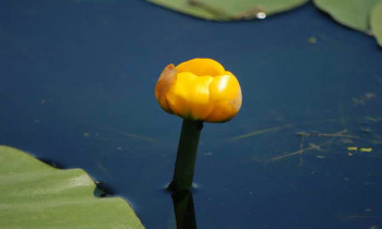 Christian Mititelu / Danube Delta Biosphere Reserve Authority - Yellow waterlily