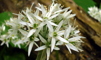 Kern / Donau-Auen National Park - Wood garlic