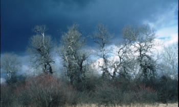 Baumgartner / Donau-Auen National Park - White poplar