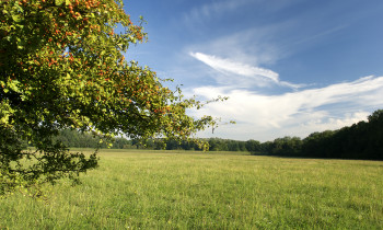 Kovacs / Donau-Auen National Park - Meadow in Austrian floodplains