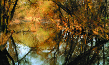 Popp / Donau-Auen National Park - oxbow