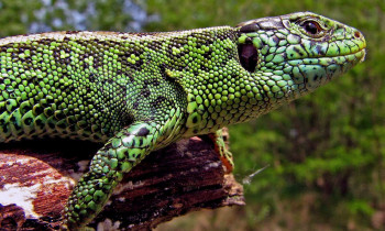 Gyula Horváth / www.szigetköz.eu - Sand lizard