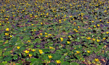 Fertö-Hanság National Park Directorate - Dead river branch with a carpet of yellow floating heart