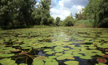 Hrvoje Domazetovič / Kopački rit Nature Park - Channels in Kopački rit )