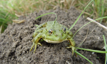 Persina Nature Park - Common water frog