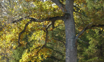 Wittmann / Donauauwald Neuburg-Ingolstadt - English oak