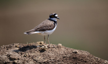 Ivan Vidakovic / Kopacki rit Nature Park - Little-ringed plover