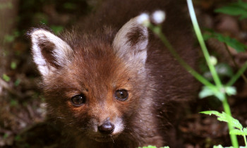 Hrvoje Domazetović / Kopački rit Nature Park - European pine marten