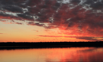 Hrvoje Domazetović) - Sunset in Kopački rit