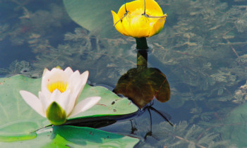 Jaroslav Pap / Vojvodinašume - Yellow water lily