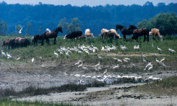 Lonjsko Polje Nature Park - Grazing animals