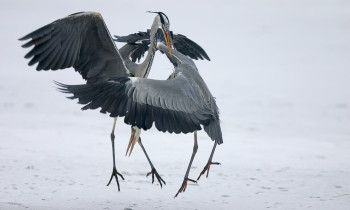 Bence Máté / Duna-Dráva National Park - Grey Herons in winter