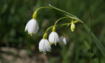 Eszter Buchert / Duna-Dráva National Park - Summer snowflake