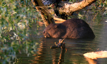 Kern / Donau-Auen National Park - European Beaver