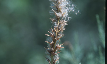 Baumgartner / Donau-Auen National Park - German tamarisk